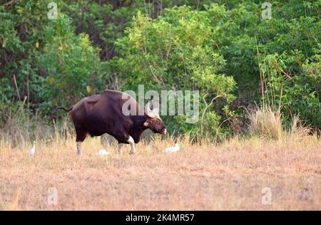 Gaur oder Bison, die sich auf Grasland bewegen Stockfoto