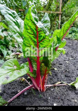 Nahaufnahme des Blattes einer Rübenwurzelpflanze. Frische grün-rote Blätter des Rübenwurzelkeimlings im Gemüsegarten. Stockfoto