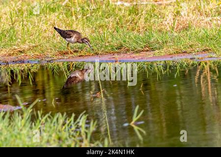 Ein Holzschleifer und seine Reflexion im Wasser in nassem Land Stockfoto
