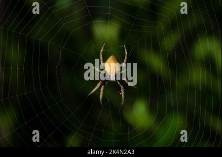 Spider sitzt auf Web-Falle Makro Nahaufnahme Stockfoto