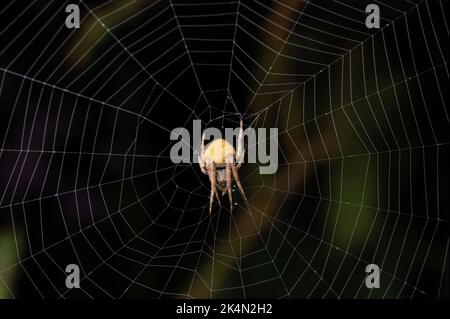 Ausblenden der gelben Spinne in der Nahaufnahme des Netzmakros Stockfoto