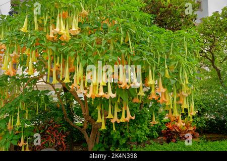 Engelstrompeten-Baum, Brugmansia. Stockfoto