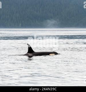 Orca oder Killerwal (Orcinus Orca), der Luft ausatmet, Telegraph Cove, Vancouver Island, British Columbia, Kanada. Stockfoto