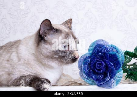 Schöne graue Katze schnüffelt eine blaue Blume aus der Nähe Stockfoto