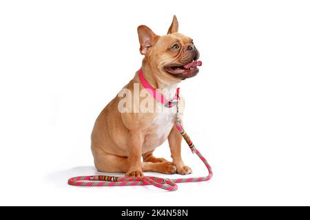 Rot-fawn Französisch Bulldogge Hund trägt rosa Kragen mit Seil Leine auf weißem Hintergrund Stockfoto