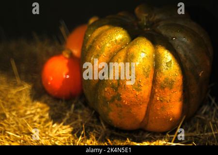 Halloween Hintergrund mit Textur orange Kürbisse auf dunklen strow Stapel. Nahaufnahme von natürlichen rötlichen Kürbissen mit Wassertropfen für die Helloween-Feier. C Stockfoto