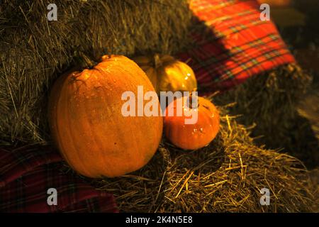 Halloween Hintergrund mit Textur orange Kürbisse auf dunklen strow Stapel. Nahaufnahme von natürlichen rötlichen Kürbissen mit Wassertropfen für die Helloween-Feier. C Stockfoto