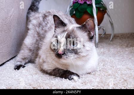 Eine graue Katze liegt aus der Nähe auf einem grauen, flauschigen Teppich Stockfoto