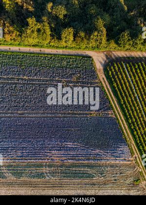 Vertikale Aufnahme von Blaukohl und bunten Feldern und Bäumen in Deutschland im Herbst Stockfoto