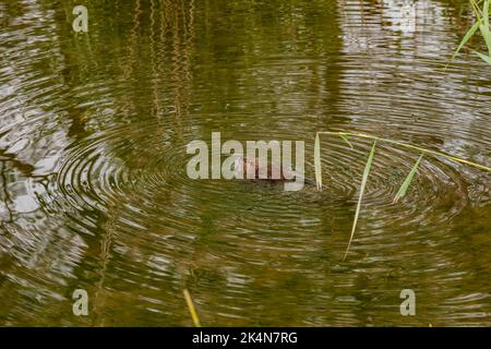 Ein Coypu schwimmt in einem Feuchtgebiet, dessen Rücken und Schwanz sichtbar sind Stockfoto