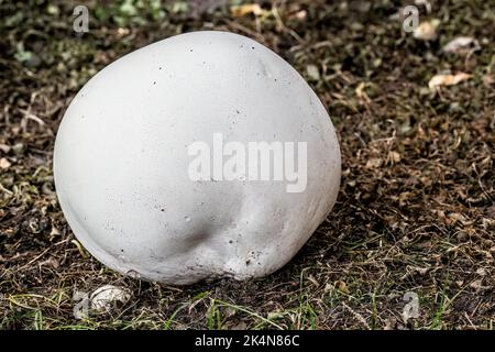 Calvatia gigantea, weithin bekannt als der riesige Puffball, der an einem Sommertag im September in Taylors Falls, Minnesota, USA, in einem Wohnviertel zu finden ist. Stockfoto
