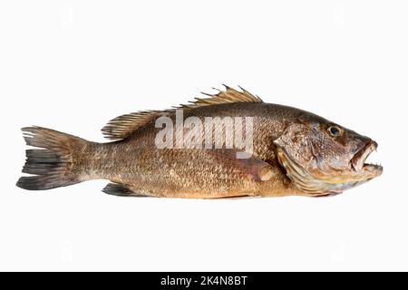 Mangrove grau Snapper Fisch isoliert weißen Hintergrund voller Länge roh Stockfoto