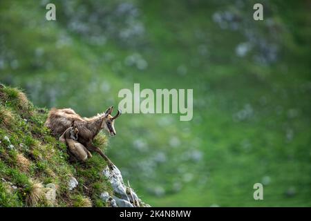 Eine Gämse mit ihrem Jungen auf einem Bergrücken Stockfoto