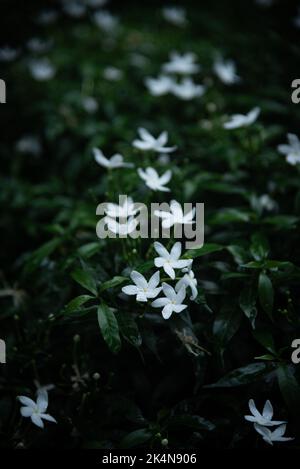 Üppige, kleine weiße Blumensträucher mit unscharfer, dunkler Hintergrundfarbe Stockfoto