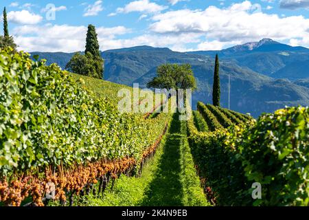 Weinbau, im Etschtal, in der Nähe des Dorfes Tramin an der Weinstraße, Blick von den Weinbergen auf das Dorf, Südtirol, große Flächen von Gewürzt Stockfoto