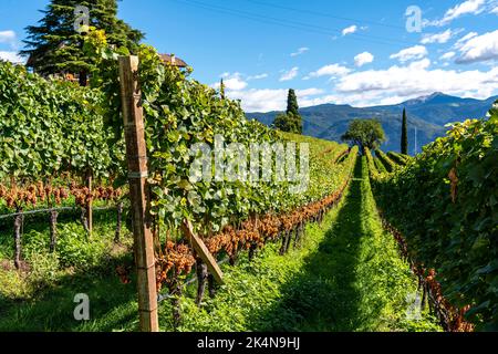 Weinbau, im Etschtal, in der Nähe des Dorfes Tramin an der Weinstraße, Blick von den Weinbergen auf das Dorf, Südtirol, große Flächen von Gewürzt Stockfoto