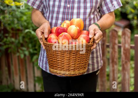 Mans Hände mit Korb voll frisch geerntete Äpfel. Gala-Äpfel. Stockfoto