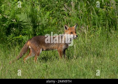 Europäischer Rotfuchs - Vulpes vulpes. Stockfoto