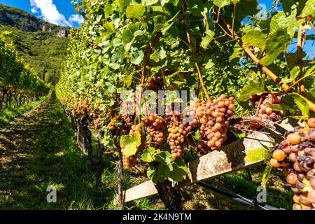 Weinanbau, im Etschtal, beim Ort Tramin an der Weinstraße, Blick aus den Weinbergen auf den Ort, Südtirol, großflächige Anbauflächen von Gewürztramin Stockfoto