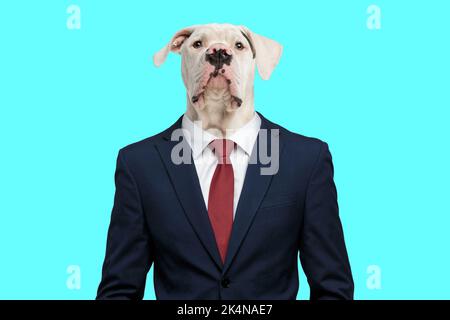 Schöne amerikanische Bulldogge Welpen in eleganten Anzug posiert auf blauem Hintergrund im Studio Stockfoto