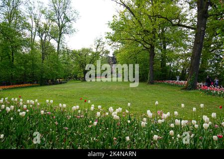 Blühende Tulpen im April in einem privaten italienischen Garten. Wissenschaftlicher Name Tulipa. Stockfoto