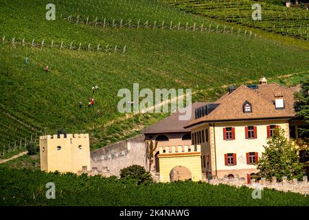 Weinbau, im Etschtal, in der Nähe des Dorfes Tramin an der Weinstraße, Südtirol, Italien, Stockfoto