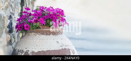 Petunia hybrida surfinia Blume Pflanze magenta Farbe in Keramik-Topf. Nahaufnahme von frisch blühendem Violett auf der griechischen Insel. Leeren Hintergrund verwischen, SPA kopieren Stockfoto