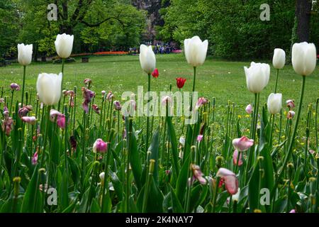 Blühende Tulpen im April in einem privaten italienischen Garten. Wissenschaftlicher Name Tulipa. Stockfoto