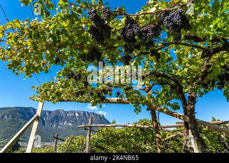 Weinanbau, im Etschtal, beim Ort Kaltern an der Weinstraße, Rotwein Reben, Südtirol, Italien, Stockfoto