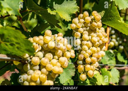 Weinbau, im Etschtal, in der Nähe von Kaltern an der Weinstraße, Weißweinreben, Südtirol, Italien, Stockfoto