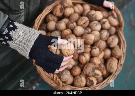 Sammeln von Walnüsse in einem Korb Stockfoto