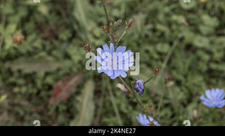 Blaue Zichoriumblume (Cichorium intybus) auf einer Wiese. Stockfoto