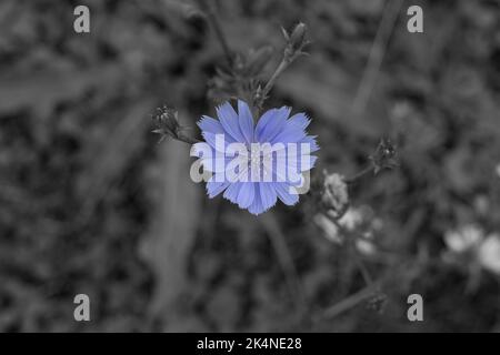 Blaue Zichoriumblume (Cichorium intybus), monochromer Hintergrund. Stockfoto