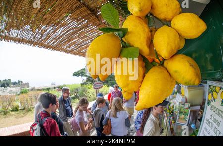 April 21 2022-Capri Italien, Zitronen hängen vor der Eisdiele in Capri Stockfoto