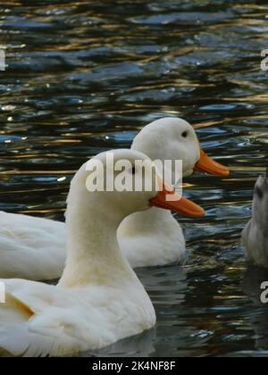 Eine Nahaufnahme von zwei amerikanischen Pekin-Enten, die im glänzenden Wasser des thw schwammen Stockfoto