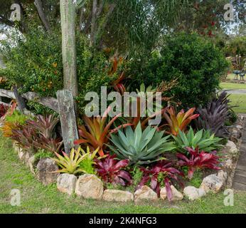 Gartenbeet mit dürretoleranten Pflanzen, Sukkulenten und Bromelien mit farbenprächtiger roter und grüner Laub, umrandet mit Felsen, in Australien Stockfoto