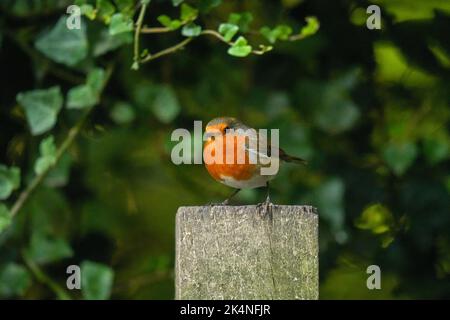 Robin Stockfoto