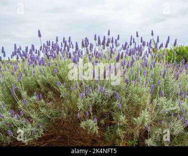 Masse von Lavendelpflanzen mit lila duftenden Blüten in voller Blüte vor einem hellblauen Himmel in Australien Stockfoto