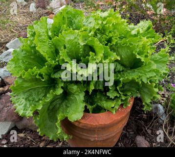 Salat, ein Salatgemüse, mit leuchtend grünen Blättern, die in einem großen Terrakotta-Topf wachsen Stockfoto