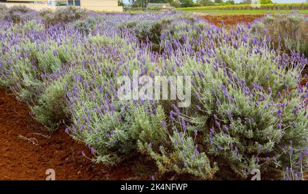 Masse von Lavendelpflanzen mit lila duftenden Blüten in voller Blüte in Australien Stockfoto