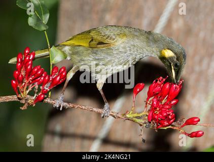 Lewins Honeyeater, Meliphaga lewinii, füttert mit Nektar aus roten Blüten des betrunkenen Papageienbaums, Schotia brachypetala, in Australien Stockfoto