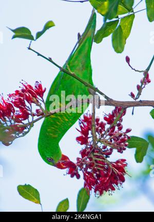 Grüne schuppige Lorikeet, Trichoglossus chlorolepidotus, kopfüber hängend, nährt sich von Baumblüten, Schotia brachypetala, in Australien Stockfoto