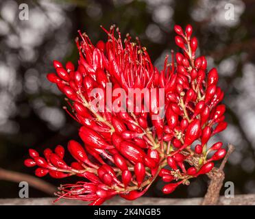 Gruppe von leuchtend roten Blüten von Schotia brachypetala, betrunkener Papageienbaum / weinende Buren, afrikanischer Baum, der in Australien wächst Stockfoto