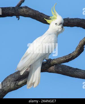 Weißer Schwefelkappencockatoo, Cacatua galerita, mit aufgehobenem Kamm, thront auf einem toten Baum gegen den blauen Himmel in Australien Stockfoto