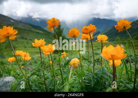 Attraktivität von üppigen Bergwiesen. Der Altai-Globeflower (Trollius altaicus, Trollius asiaticus) im Altai-Gebirge wächst auf subalpinen Wiesen. 220 Stockfoto