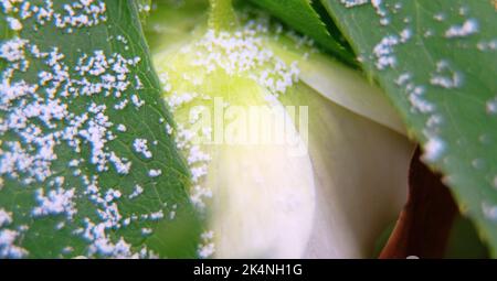 Die Weihnachtsblume (Helleborus) ist in Nahaufnahme dargestellt. Diese ungewöhnliche Blume blüht im Winter Stockfoto