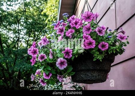 Wunderschöner Hängekorb voller lilafarbener Petunien an einem späten Sommertag in St. Croix Falls, Wisconsin, USA. Stockfoto