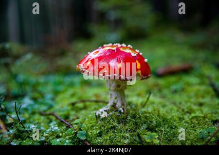 Eine Nahaufnahme eines rotbedeckten Pilzes, der auf einem Feld wächst Stockfoto