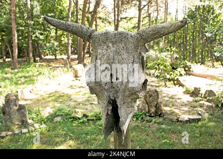 Alter Kuhschädel auf Holzpfosten Stockfoto