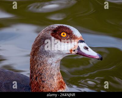 Mallard Duck flattert und spritzt Stockfoto